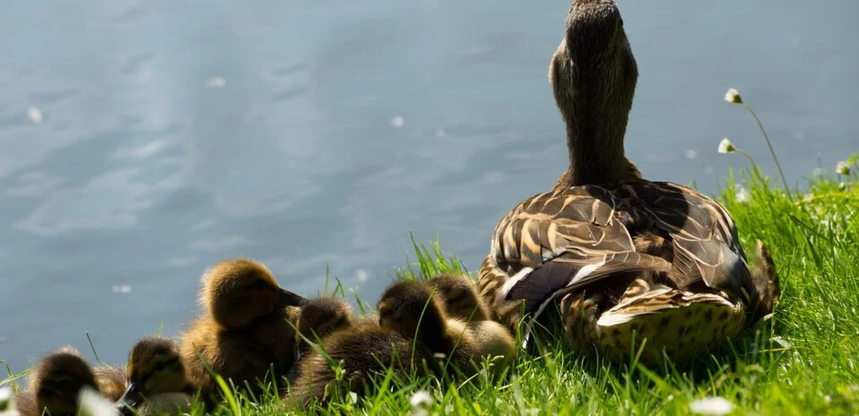 Entenfamilie am Teich